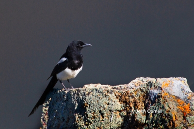 Black-billed-Magpie;Magpie;One;Pica-hudsonia;avifauna;bird;birds;color-image;col